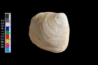 藏品(蛤?)的圖片