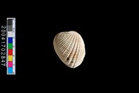 藏品(後殼縱簾蛤)的圖片