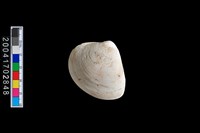 藏品(文蛤)的圖片