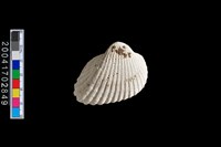 藏品(主蚶)的圖片