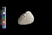 藏品(蚶)的圖片