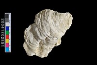 藏品(牡蠣)的圖片