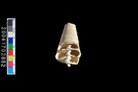 藏品(望遠鏡螺)的圖片