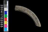 藏品(陶環-帶紋)的圖片