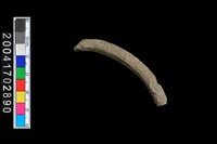 藏品(陶環)的圖片