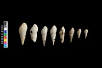 藏品(結節蜷)的圖片