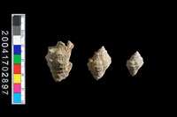 藏品(蚵岩螺)的圖片