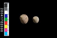 藏品(草蓆鐘螺)的圖片