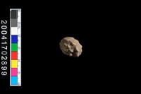 藏品(瘤珠螺)的圖片