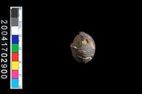 藏品(石蜑螺)的圖片