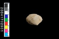 藏品(斧蛤或櫻蛤?)的圖片