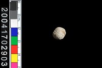 藏品(貝類口蓋)的圖片