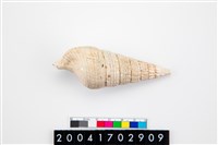 藏品(溝紋海蜷螺)的圖片