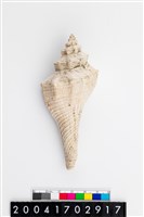 藏品(香螺)的圖片