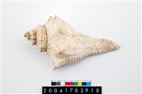 藏品(香螺)的圖片