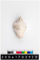 藏品(水晶鳳凰螺)的圖片