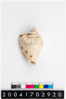 藏品(水晶鳳凰螺)的圖片