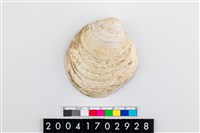 藏品(維納斯簾蛤)的圖片