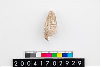 藏品(溝紋海蜷螺)的圖片