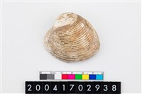 藏品(環文蛤)的圖片