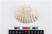 藏品(血蛤)的圖片