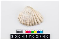 藏品(血蛤)的圖片