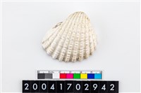 藏品(血蛤)的圖片