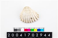 藏品(血蛤)的圖片