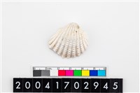 藏品(血蛤)的圖片