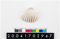 藏品(血蛤)的圖片