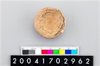 藏品(魚脊椎骨)的圖片