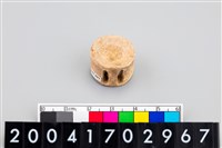 藏品(魚脊椎骨)的圖片