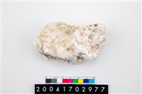 藏品(大牡蠣)的圖片