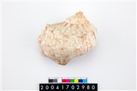 藏品(夜光蠑螺)的圖片