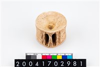 藏品(魚脊椎骨)的圖片