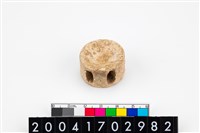 藏品(魚脊椎骨)的圖片