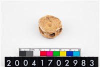 藏品(魚脊椎骨)的圖片