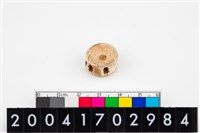 藏品(魚脊椎骨)的圖片