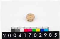 藏品(魚脊椎骨)的圖片