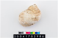 藏品(圓蠑螺)的圖片