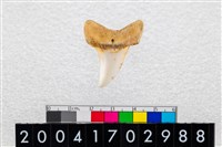 藏品(鯊魚牙齒)的圖片