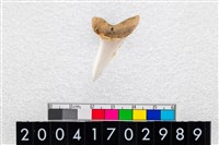 藏品(鯊魚牙齒)的圖片