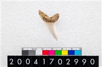 藏品(鯊魚牙齒)的圖片