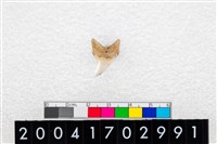 藏品(鯊魚牙齒)的圖片