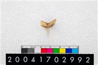 藏品(鯊魚牙齒)的圖片