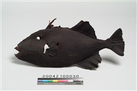 藏品(魚皮標本)的圖片