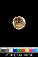 藏品(魚脊椎骨)的圖片