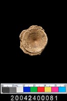 藏品(魚脊椎骨)的圖片