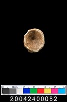 藏品(魚脊椎骨)的圖片