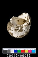 藏品(螺類)的圖片